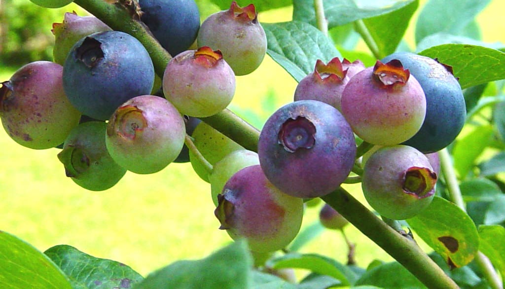 blueberries brain health - blueberries on the bush