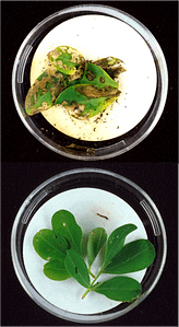 Bt_plants two plants one eaten by bugs one bt modified plant unharmed