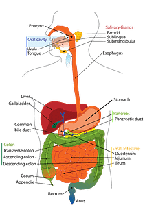 diagram of digestive system 