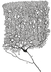 nerve cells - vitamin B12?