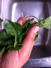 hand holding green leaves over sink