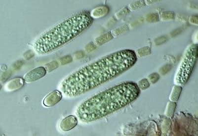 single celled organisms