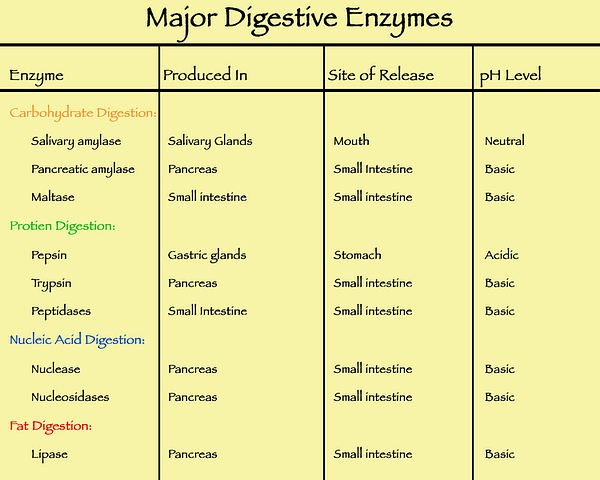 750px-Major_digestive_enzymes list of major digestive enzymes