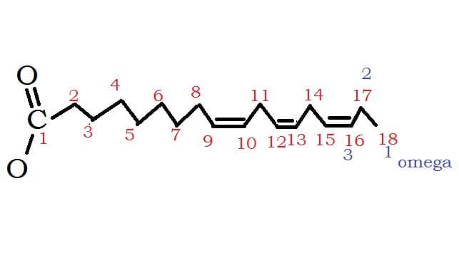 omega-3 structure