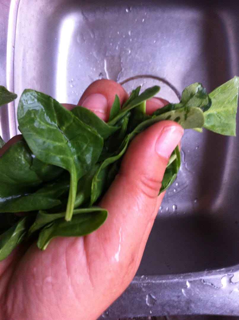 hand holding green leaves over sink