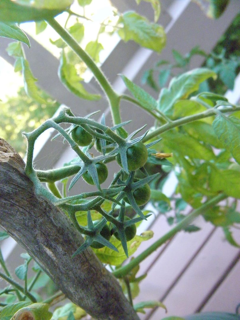 green tomatoes on a bush