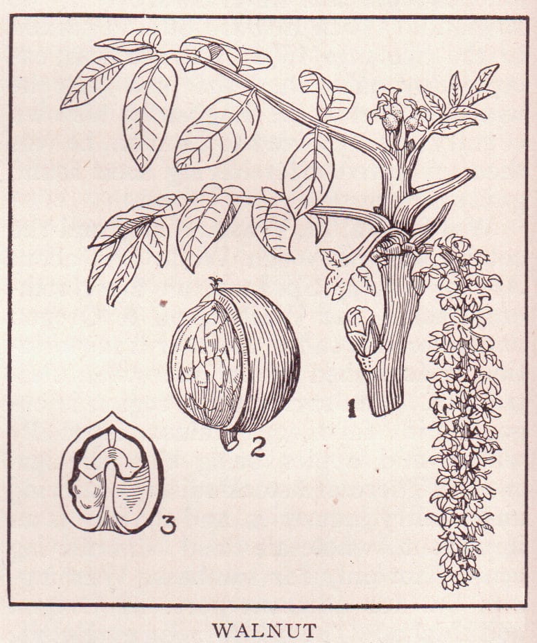 walnuts and brain health